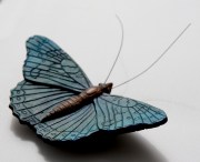 Vlinder Blauw bruin 800